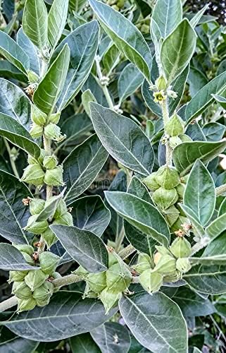 Jodnar Ashwagandha Dried Leaves (Withania Somnifera)|Natural Stress Relief, Immunity & Energy Booster | Dried Ashwagandha Leaves | 50g - Image 4 thumbnail