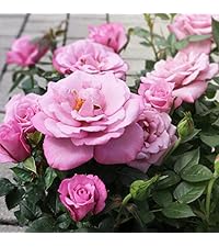 Amazon.co.jp: 芳香ミニ薔薇 ベンムーン 3号ポット苗 1個売り【品種で