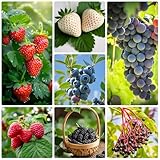 1000+ Mixed Fruit Seeds Pack 7 Varieties Individually Packaged White Strawberry Red Strawberry Raspberry Mulberry Blueberry Elderberry Grape Seeds for Planting Berry Seeds Kit for Home Garden