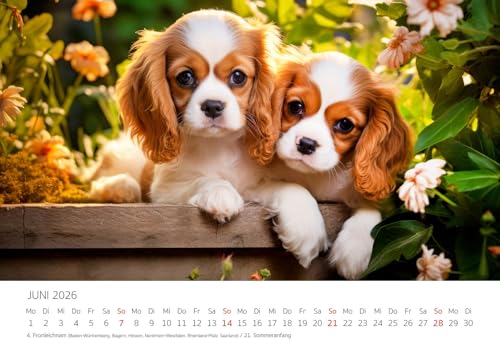 Edition Seidel Premium Kalender Niedliche Hundewelpen 2026 Format DIN A3 Wandkalender Hundekalender Hund Welpe Tierkinder Hunderasse Haustier Melanie Viola