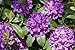 Produktbild Rhododendron Cataw. Grandiflorum Alpenrose lila 30-40cm im Topf gewachsen