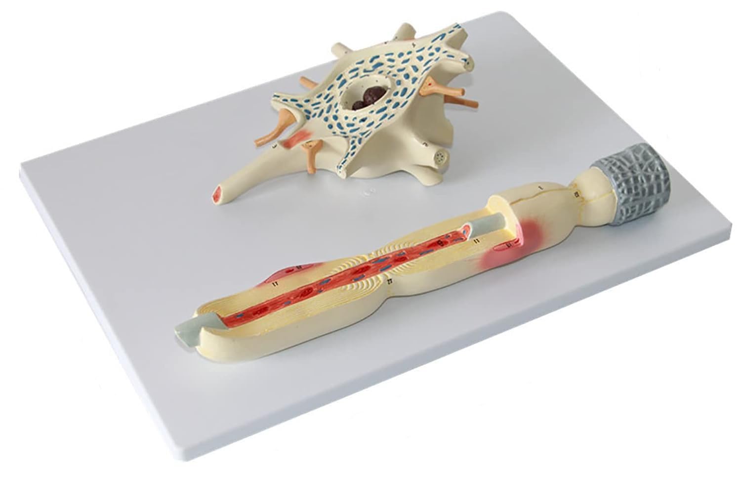 Model dioramy neuronu, 2-częściowy model anatomiczny nerwów mózgu medycznego, powiększony model struktury włókien nerwowych komórki neuronu, narzędzie demonstracyjne do celów dydaktycznych.