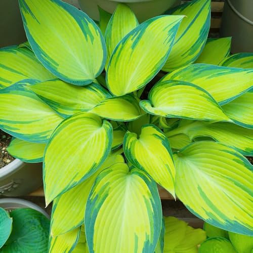 semi di hosta resistenti, rare copertura del terreno balcone 500pcs