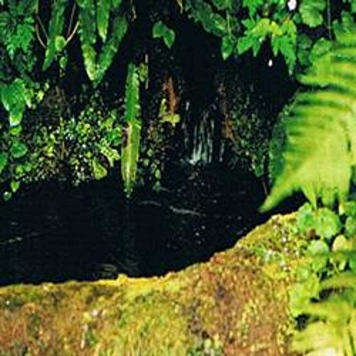 Ainsworths 10 ml Rock Water Bach Flower Remedy