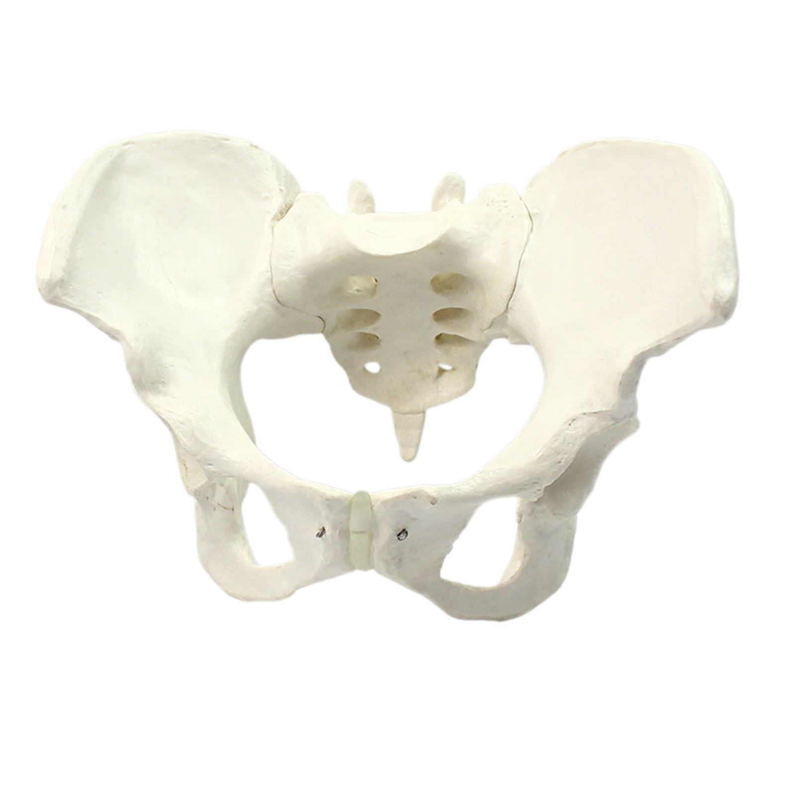 LKYLVEE Anatomically Correct Pelvis Model - Anatomical Male Pelvis Model - Human Pelvic Anatomy Replica for Medical Education,female