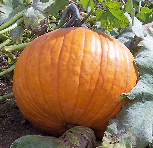 Seeds Pumpkin Titan Giant Orange Decorative Ornamental Unique Garden Vegetable For Planting Non Gmo #TOP6