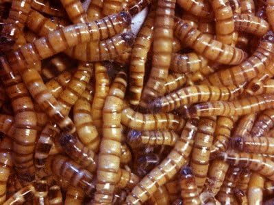 25 Live Superworms - Kingworms for Feeding Reptiles, Birds, Chickens and Fishing Bait by DBDPet | Live Arrival is Guaranteed