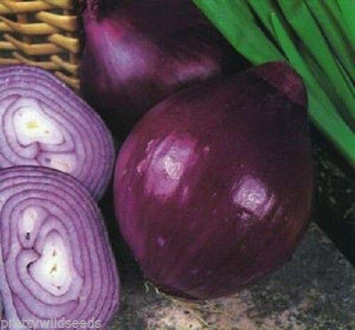 Risala Onion Red Brunswick Seeds Vegetable Late Maturing Medium to Large 100g Bulk