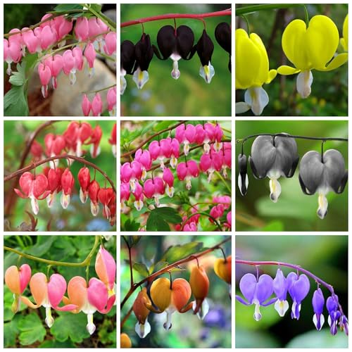 Dicentra Spectabilis Seeds for Planting - 100 Bleeding Heart Seeds Shade Flower Garden Home Outdoor Indoor