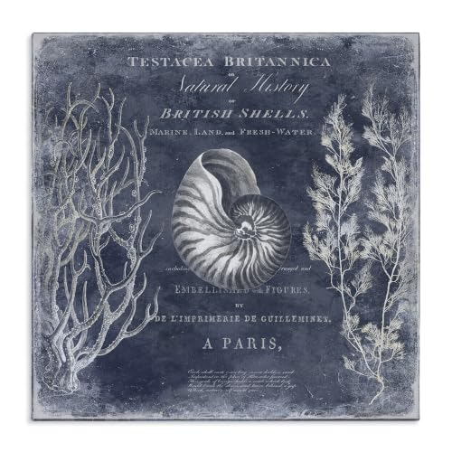 Stupell Industries Vintage European Shells, 24 x 24 Inch Canvas Wall Art