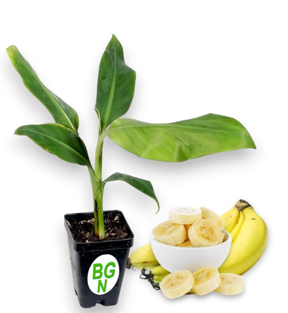 Pisang Raja Banana Plant -"King of Bananas" - Live Banana Plant