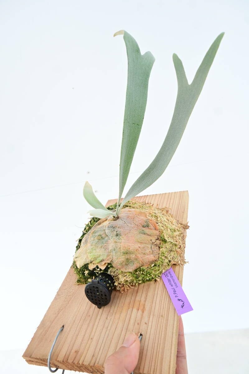 Amazon.co.jp: P.Paul whiter OC(P.willinckii x P.paulwebber