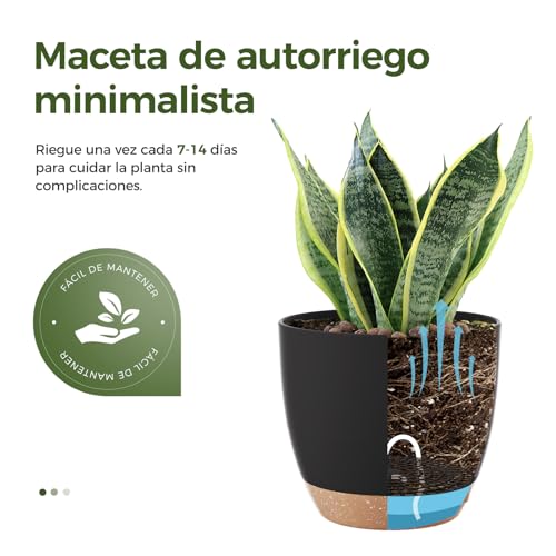 Maceta 4 lbs 15 Imagen adicional