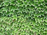 50 Seeds Parthenocissus Tricuspidata Seeds, Boston Ivy Seeds