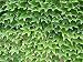50 Seeds Parthenocissus Tricuspidata Seeds, Boston Ivy Seeds