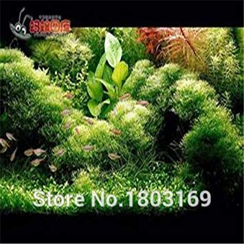 Jaune clair : 200 graines d'aquarium / paquet de plantes de poissons réservoir de poissons décoration d'aquarium graines d'herbe graines : seulement des...