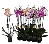 🌺 Gesamthöhe: ca. 50cm / Topf Ø: 12 cm