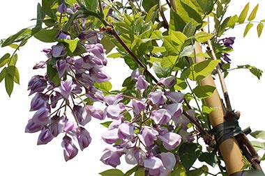 Climbing Plant- Wisteria 'Iko Yama Fuji' - Large Wisteria Plant -1.5M Tall  : Amazon.ie