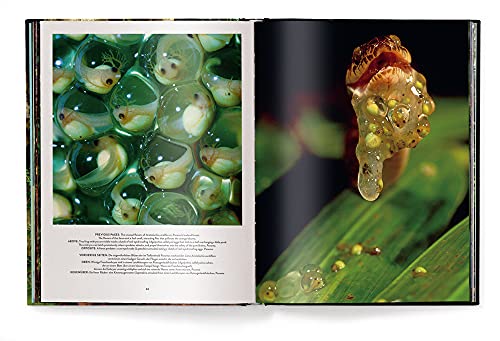 Jungle Spirits: (New Revised Edition)