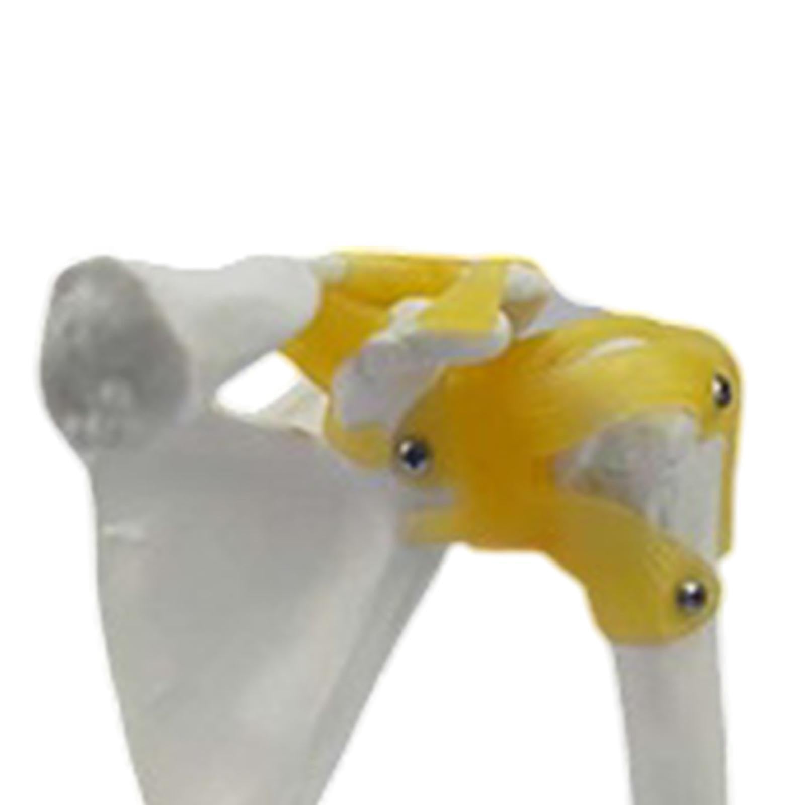 Modelo de Articulación Humana, Herramienta Científica para La Enseñanza, Modelo de Esqueleto Realista, Resistente Y Ligero para Exhibición Y Estudio D, Hombro