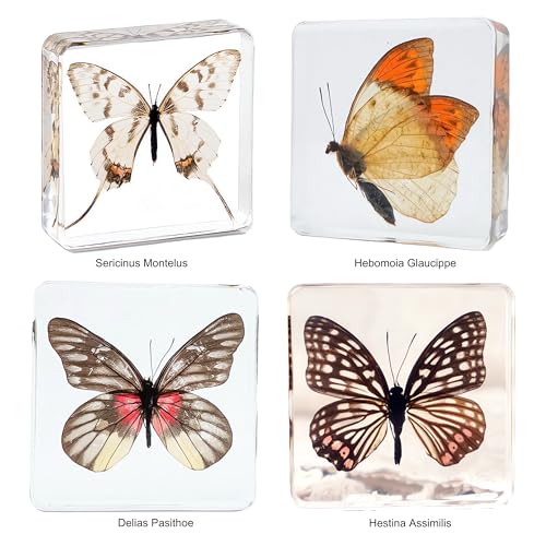 Image of Taxidermy Butterfly, Real Insect Butterfly Specimens in Resin Preserved, Clear for Closer-Look & Study, Science Educational Classroom Specimen, Decor Ornament, Unique Gift (B, 3.0x3.0x0.8-inch)