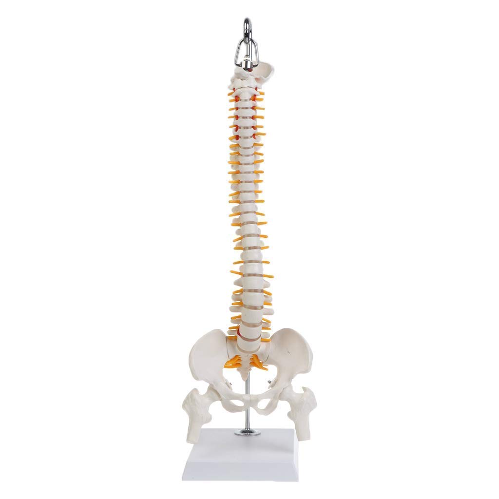 WECDS-E Educational Model Flexible Human Spinal Column Vertebral Lumbar Curve Anatomical Model Anatomy Spine Medical Teaching Tool, 45cm,Medical Models