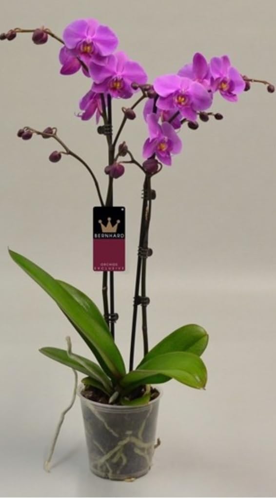 Royal Purple Blooming Phalaenopsis Orchid - Live Potted Orchid Plant - 2 stem in 12cm Pot - 60cm Tall