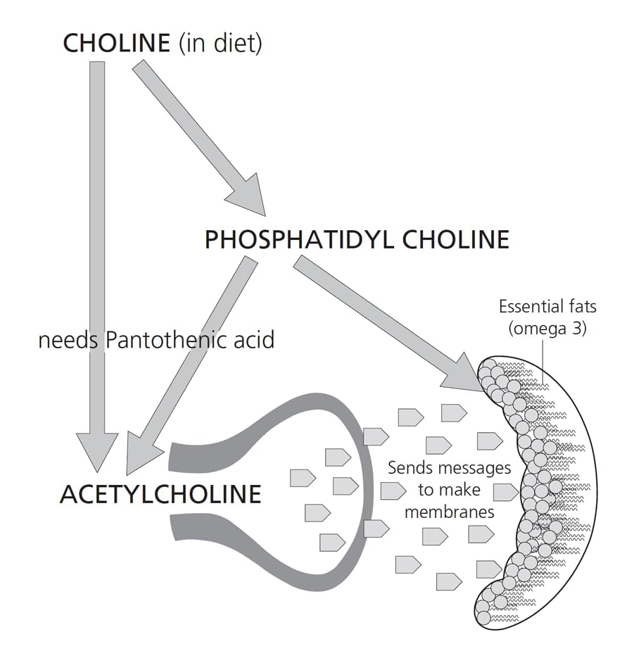 Non GMO Soya Phosphatidyl Choline Powder- 30 (200 grams)- E322 1