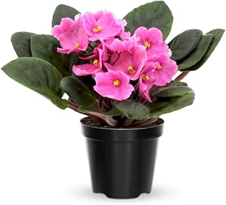 African Violets Live Plants, African Violet Plant Live House Plants, 4 Inc Potted, 4 to 6 Inc Long (Pink)