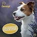Canosept Home Comfort Beruhigungshalsband - Hundehalsband mit Baldrian & Lavendel fördert Wohlbefinden & Entspannung bei Hunden