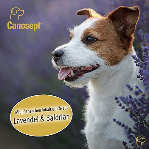 Canosept Home Comfort Beruhigungshalsband - Hundehalsband mit Baldrian & Lavendel fördert Wohlbefinden & Entspannung bei Hunden