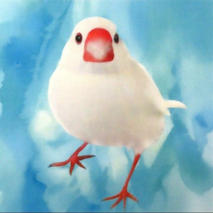Amazon.co.jp: ゆきちゃん限定X1339-1 文鳥 白文鳥 水彩ブルー