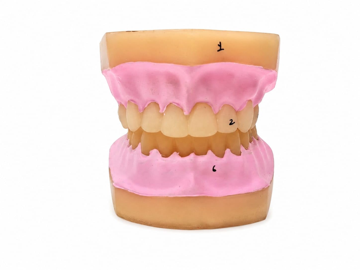 Human Mouth Dental Teeth Model Teaching Tools-image-45