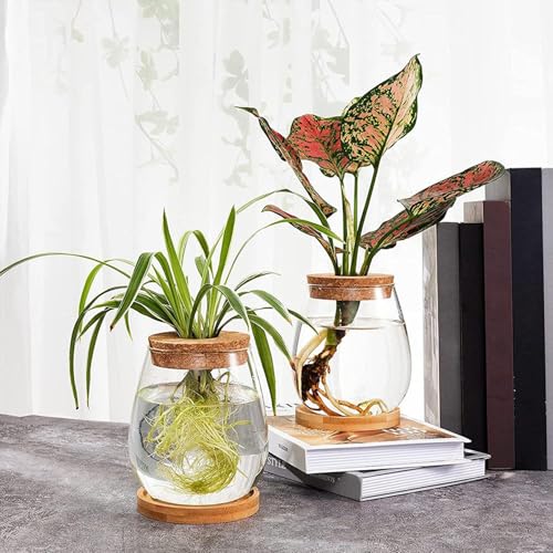 Vase de propagation en verre transparent avec plateau en bambou pour boutures