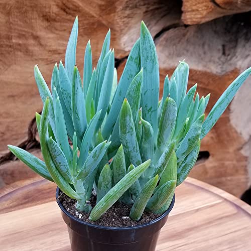 1Qt Senecio Vitalis Succulent Plant Gift 4Pk, Live Succulents Plants Live Plants Indoor, Succulent Pots, Indoor Plants Live House Plants Indoors Plants Live Houseplants, Real Plants By Plants For Pets #TOP3