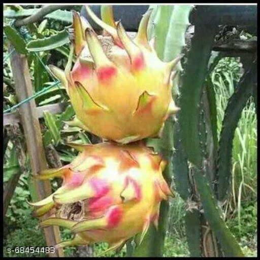 Aziz Gazi Nursery - Dragon Fruit Plant | Live Yellow Skin Flesh Dragon Plant | Dragon fruit Plant with polybag (Plant Height - 8 To 10 Inc) (B09Y36HQ1P) Amazon Price History, Amazon Price Tracker