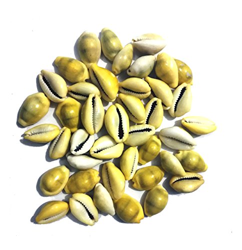 Shraddha Shree Gems Original Energized Moksha Laxmi Kaudi Conch - 21 Piece (Fast Shipping)