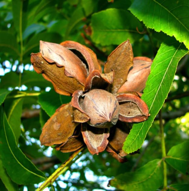 5 Pecan Trees (5 Pack)