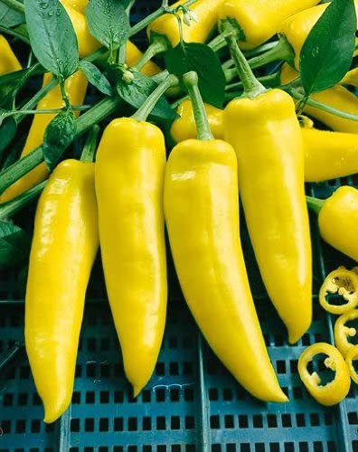 See full amazon price history chart for Golden Hills Farm hybrid Banana pepper yellow wax pepper,banana chilli 40+ seeds Golden Hills Farm hybrid Banana pepper yellow wax pepper,banana chilli 40+ seeds (B092TQ46X4) Amazon Price History, Amazon Price Tracker