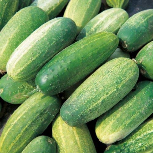 Wafer Kings Seeds - Cucumber Gherkin - 50 Seeds