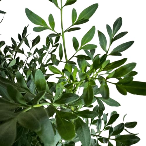 Ruda Rue Plant 4 inch Pot Herb Live Plant - Image 3