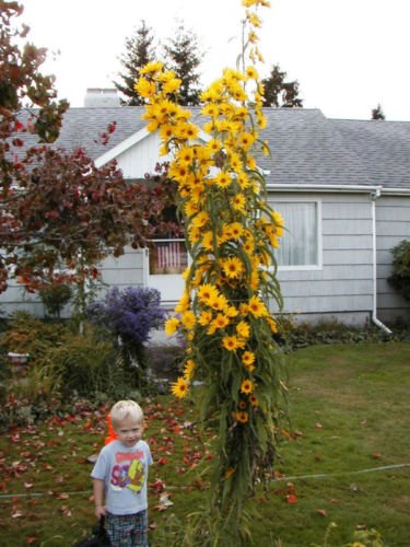 Seeds Girasole, Massimiliano, perenne, fiore di Sun Yellow 235 semi! Groco