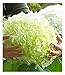 Produktbild BALDUR Garten Freiland-Hortensien 'Incrediball®', 1 Pflanze, Hydrangea arborescens Gartenhortensie winterhart, pflegeleicht, für Standort im Schatten geeignet, blühend