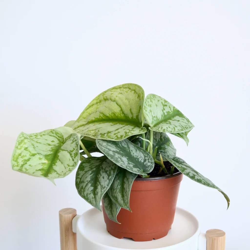 Geturpet Indoor Satin Money Plant with Pot (B0BNWVGPCS) Amazon Price History, Amazon Price Tracker