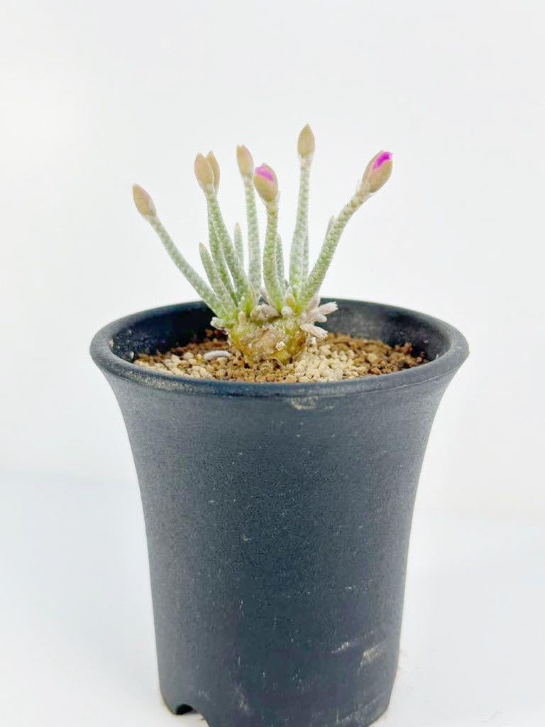 Amazon.co.jp: Avonia alstonii 南アフリカ ナミビア原産 アボニア