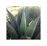 Seeds & Plants Shop by Ipsa