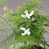 ZZYFGH 150 Mini White Dove for Crafts, 3/4 Inch Bulk Miniature Birds Figurines Wedding Cake Decoration #5