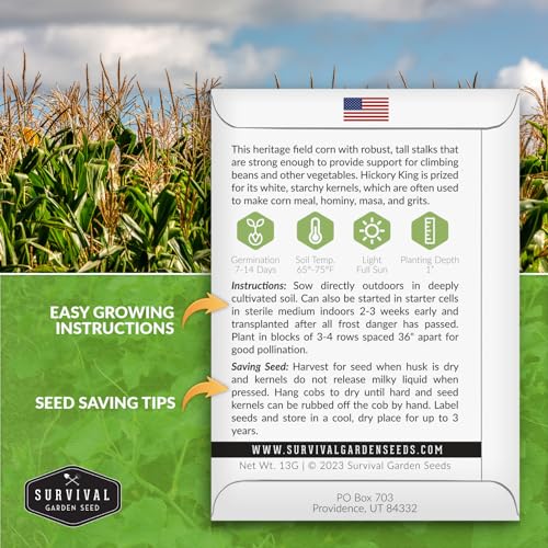 Hickory King White Corn Seeds - Survival Garden Seeds (5 Packs) - Image 2