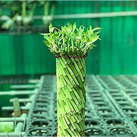 UNNATI9GROUP Green Lucky Wheel Bamboo Lucky Bamboo (Cylindrical Twisted) - Best for Office & Home Indoor Garden Gift A Good Luck