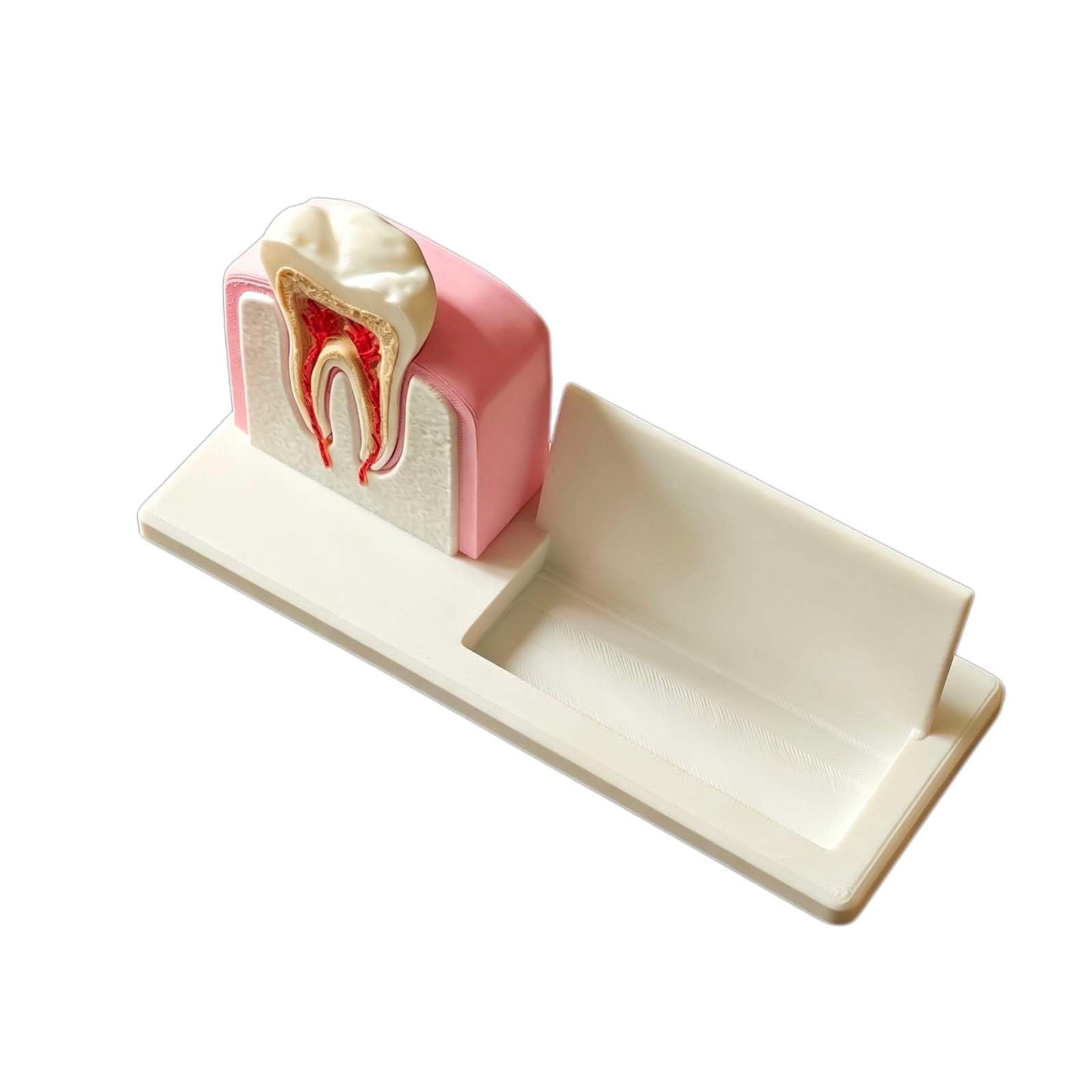 Portatarjetas de Visita de Clínica Dental Modelo de Implante Dental y Conducto Radicular para Hombres y Mujeres Soporte de Escritorio para Nombre Tarjeta Organizador de Tarjetas